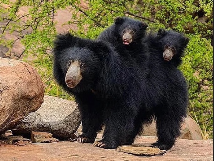 Семья медведей губачей